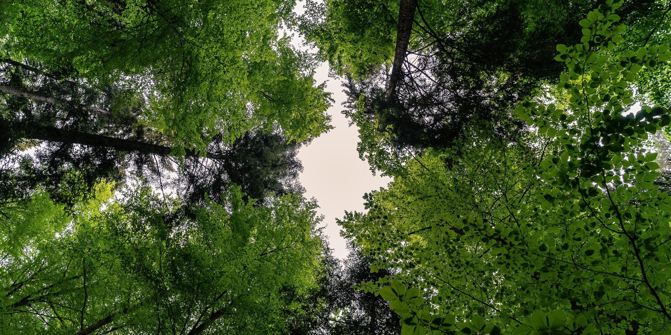 2780243 Forest 3409907 1 Scaled